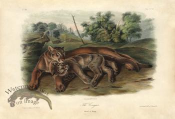 Cougar . Female & Young