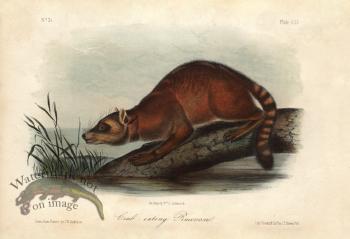 Crab Eating Raccoon