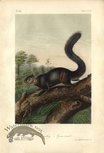 Dusky Squirrel