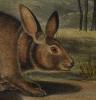 Backman's Hare