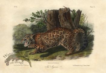 Jaguar