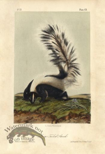 Large Tailed Skunk