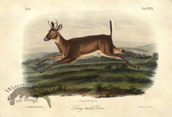 Long-tailed Deer