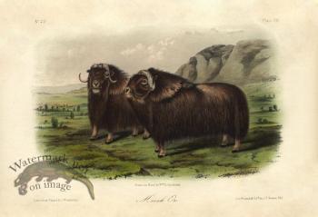 Musk Ox