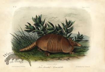 Nine banded Armiadillo