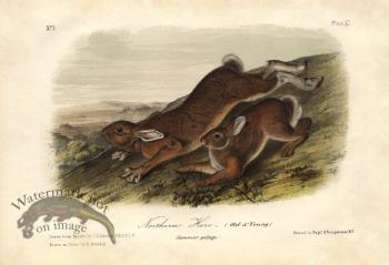 Northern Hare