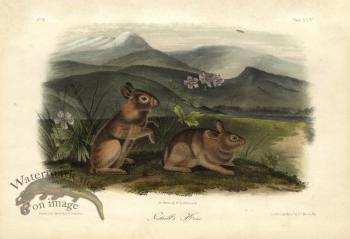 Nuttall's Hare
