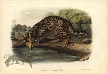 Ocelot leopard cat