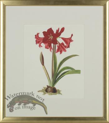 Bury Lillies in Gold Frame 02
