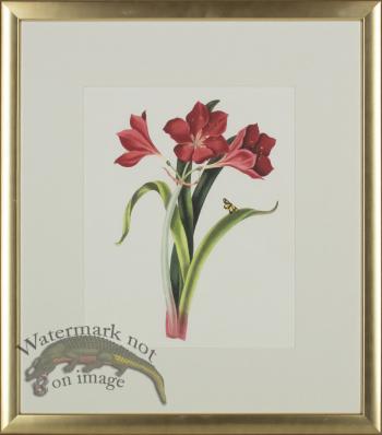 Bury Lillies in Gold Frame 03