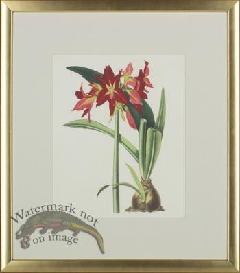 Bury Lillies in Gold Frame 06