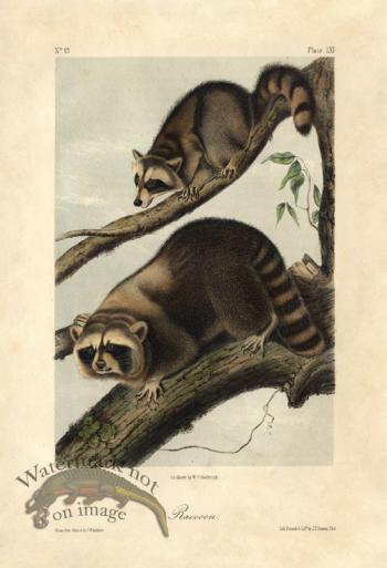 Raccoon