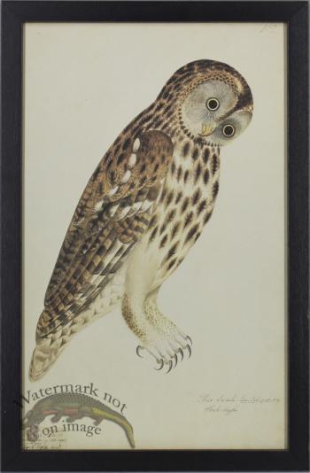 Rudbeck Owl SBF