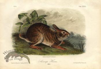 Swamp-Hare-small