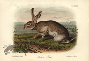 Texian-Hare-small