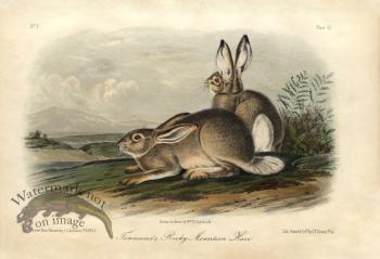 Townsend's Rocky Mtn.Hare