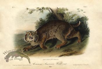 Common American Wild-Cat