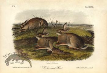 Worm-wood Hare