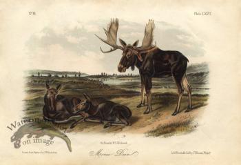 Moose Deer