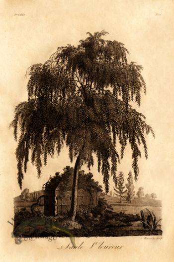 Defiennes Trees 15 S