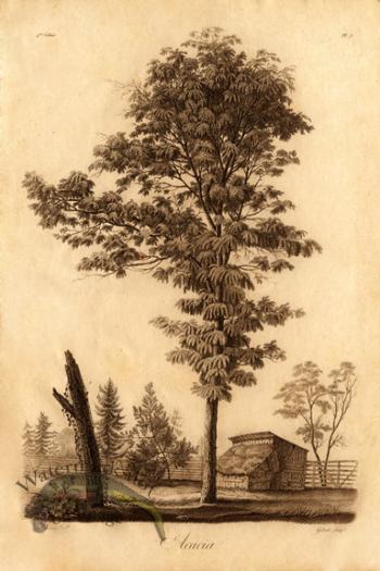 Defiennes Trees 17 S