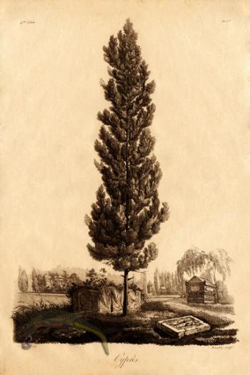 Defiennes Trees 19 S