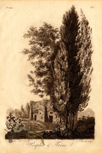 Defiennes Trees 20 S