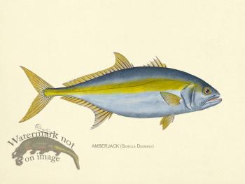 Amberjack