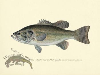 Bass_Large_Mouth