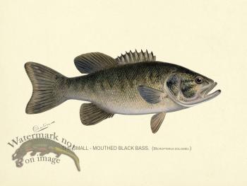 Bass_Small_Mouth
