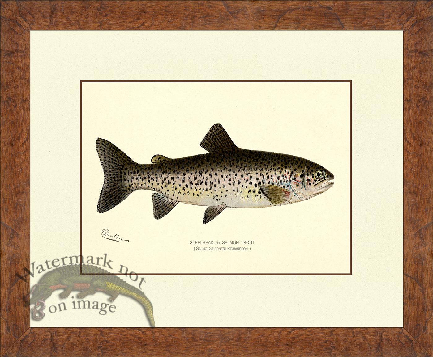 Brown Trout Art Print Antique Denton Fish Print Reproduction