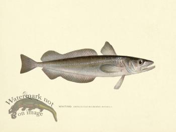 Whiting