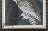 Snowy Owl AF_4_8