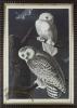 Snowy Owl AF_4_8