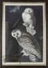 Snowy Owl AF_4_8