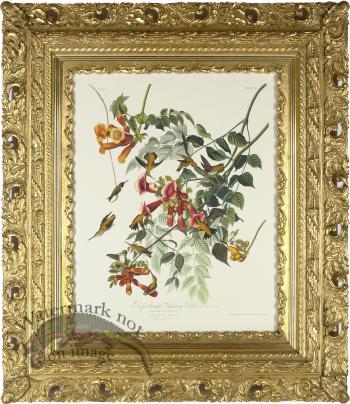 Ruby Throated AF_4_13