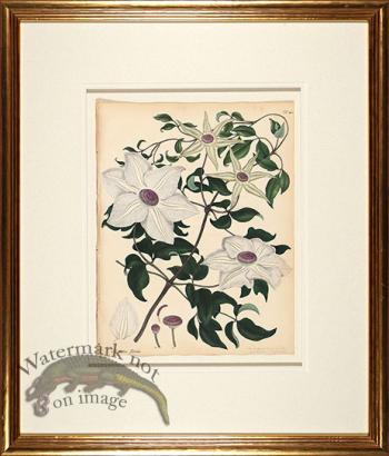 Andrews Botanicals in Gold Frame 03