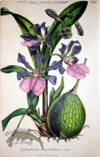 Botanical