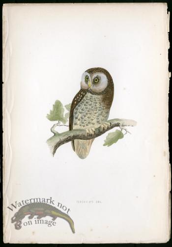 Tengmalm's Owl