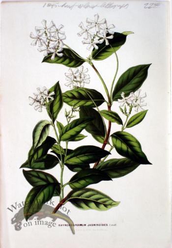 Botanical