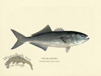 Bluefish