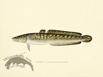 Burbot