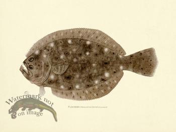 Flounder