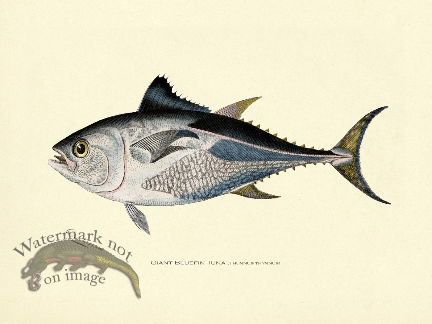 Bluefin Tuna Drawing