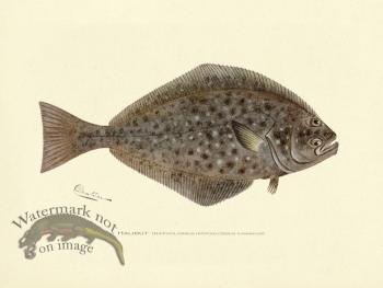 Halibut