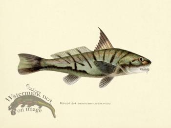 Kingfish