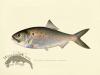 Menhaden