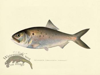 Menhaden