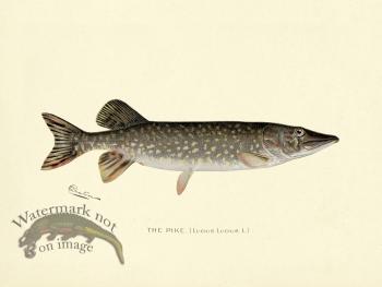 Pike
