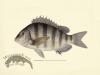 Sheepshead